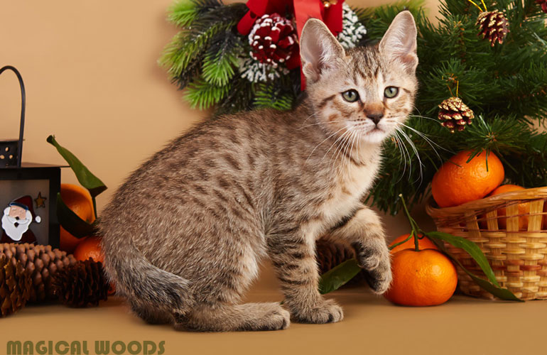 Котенок пиксибоб MagicalWoods Tobby(Тобби)