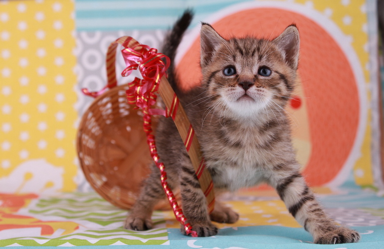 Котенок пиксибоб PixieHouse Stilian (Стилиан)
