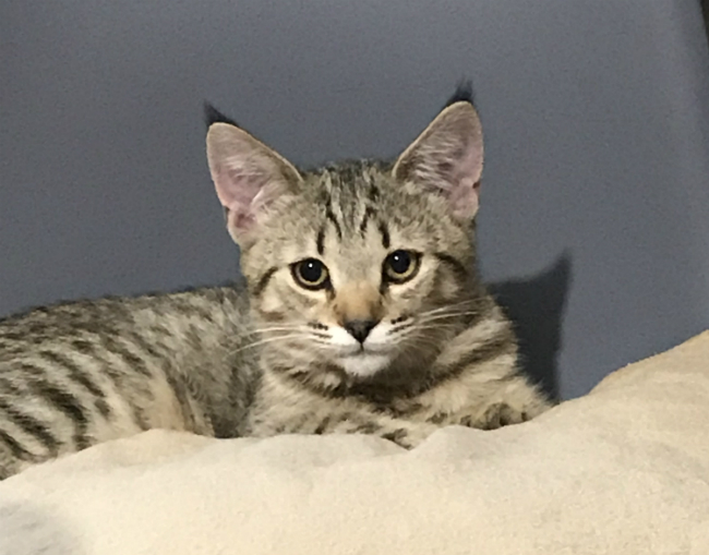 Котенок пиксибоб PixieHouse Katuysha (Катюша)