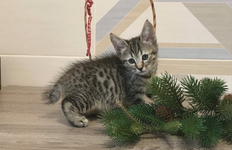 Котенок пиксибоб PixieHouse Nola (Нола)