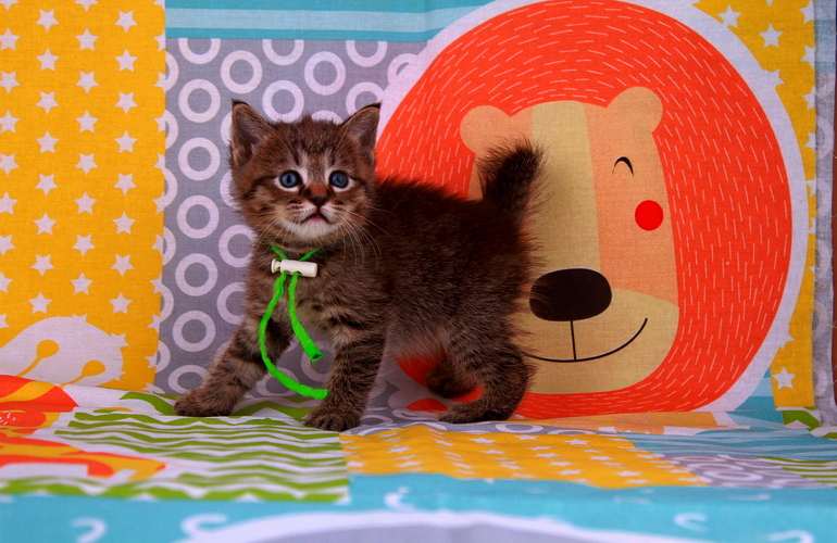 Котенок пиксибоб PixieHouse Маrk (Maрк)
