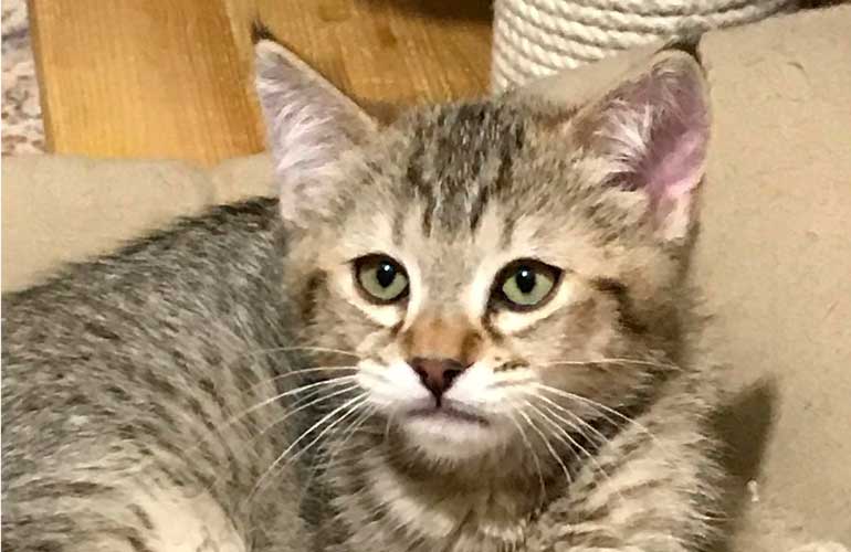Котенок пиксибоб PixieHouse Cuba(Кубик)