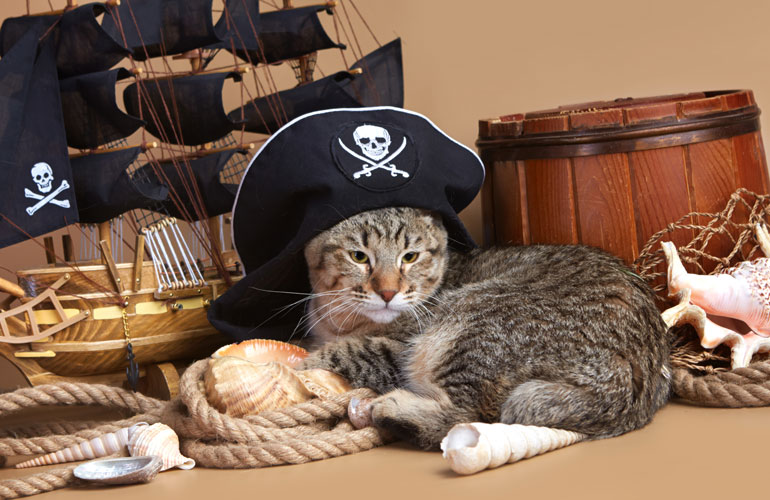 Котенок пиксибоб PixieHouse JackSparrov(ДжекВоробей)