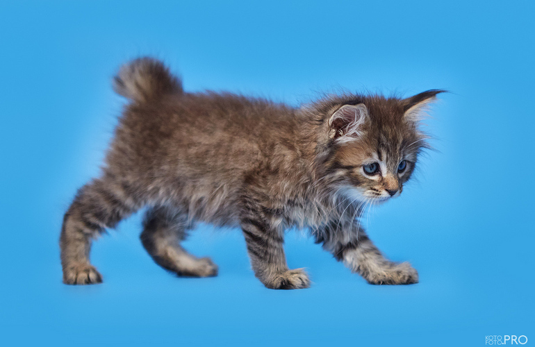 Котенок пиксибоб PixieHouse Teodor (Теодор)