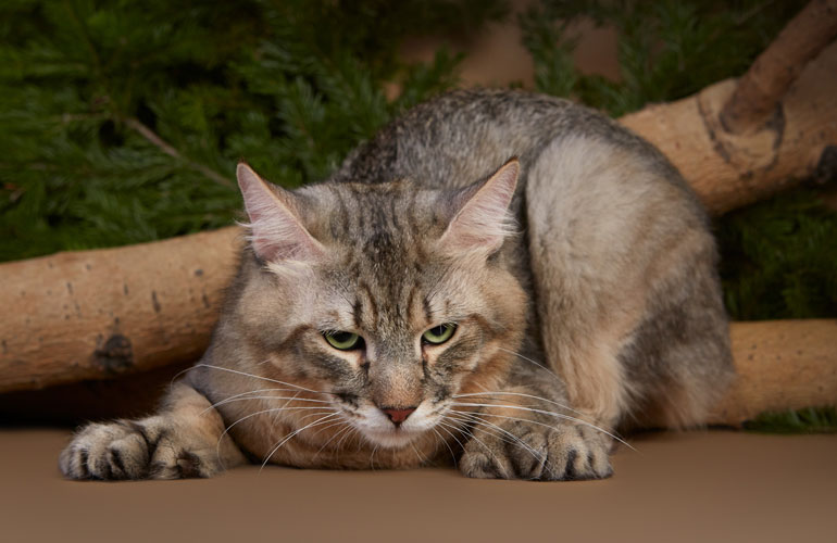 Котенок пиксибоб PixieHouse Kohinor(Кохинор)