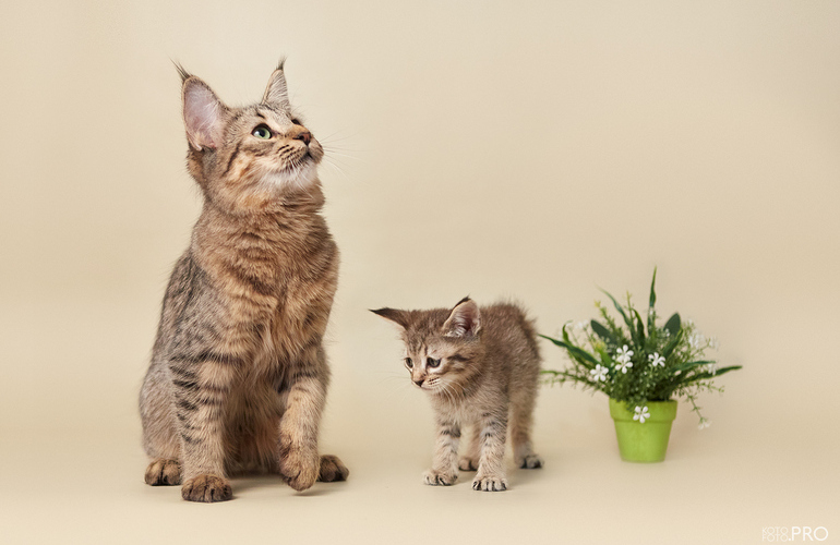 Котенок пиксибоб PixieHouse Pugovka (Пуговка)