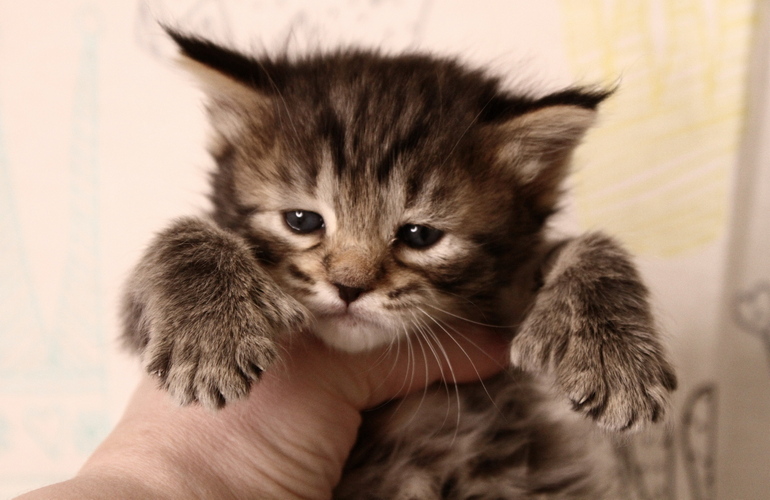 Котенок пиксибоб PixieHouse Sheyla (Шейла)