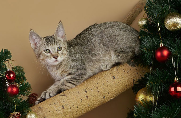 Котенок пиксибоб PixieHouse Ulyana(Ульяна)