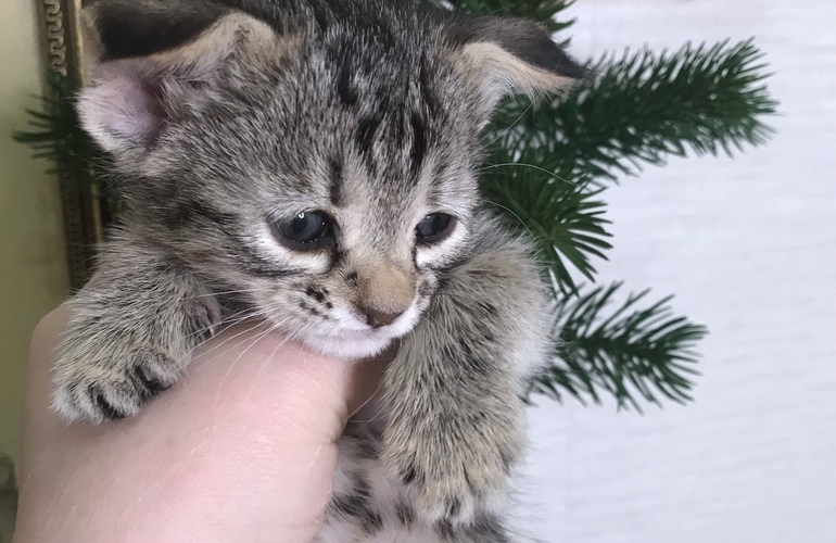 Котенок пиксибоб PixieHouse Thumberlina (Тамбэлина)