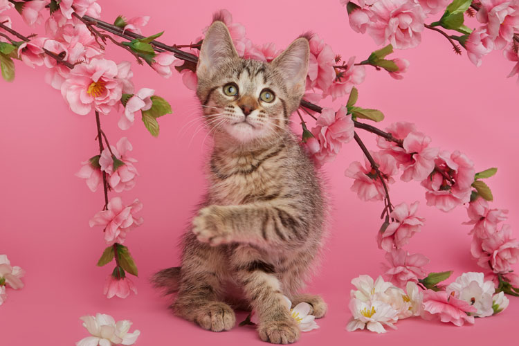 Котенок пиксибоб PixieHouse Niki(Ники)