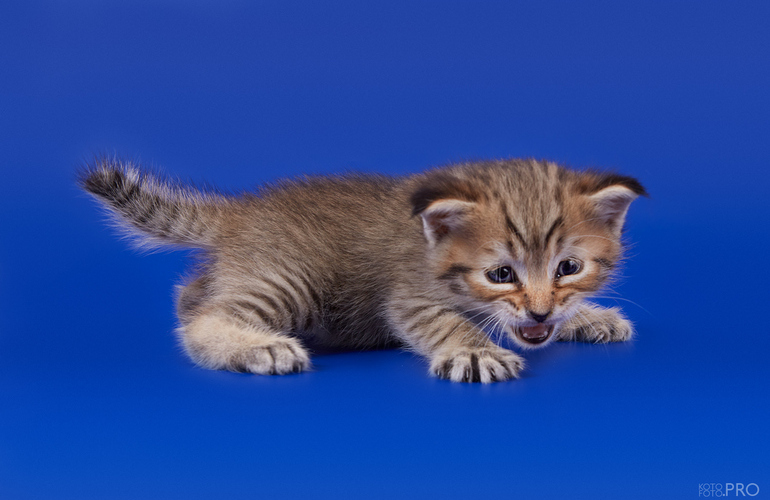 Котенок пиксибоб PixieHouse Ratmir (Ратмир)