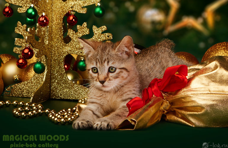 Котенок пиксибоб MagicalWoods Flashka(Флэшка)