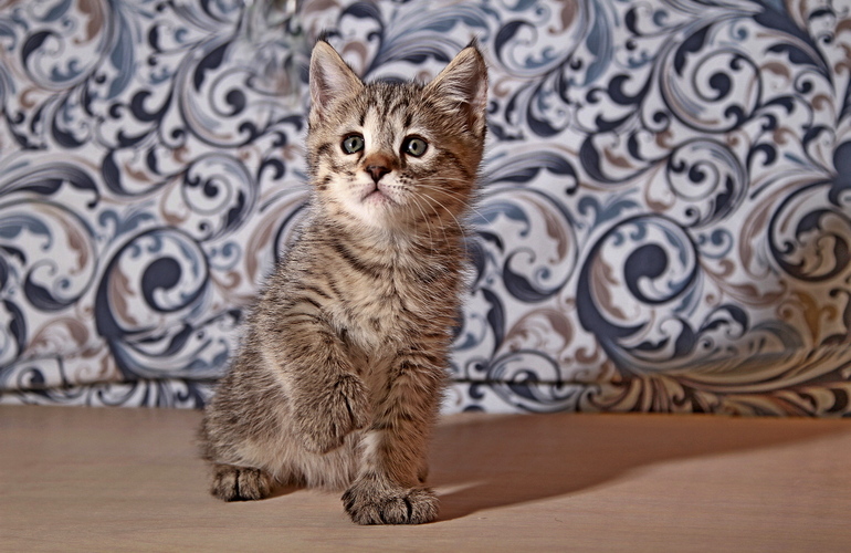Котенок пиксибоб PixieHouse Molly (Молли)
