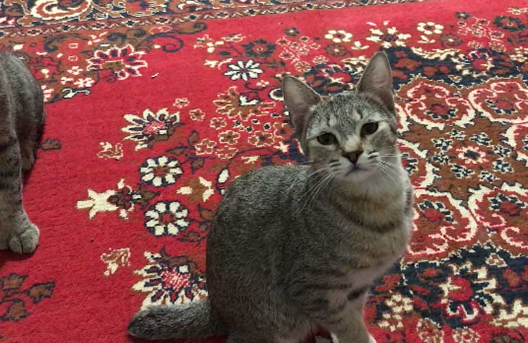 Котенок пиксибоб PixieHouse Emma(Эмма)