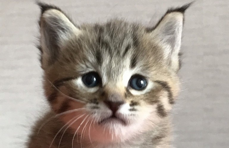 Котенок пиксибоб PixieHouse Bentley (Бэнтли)