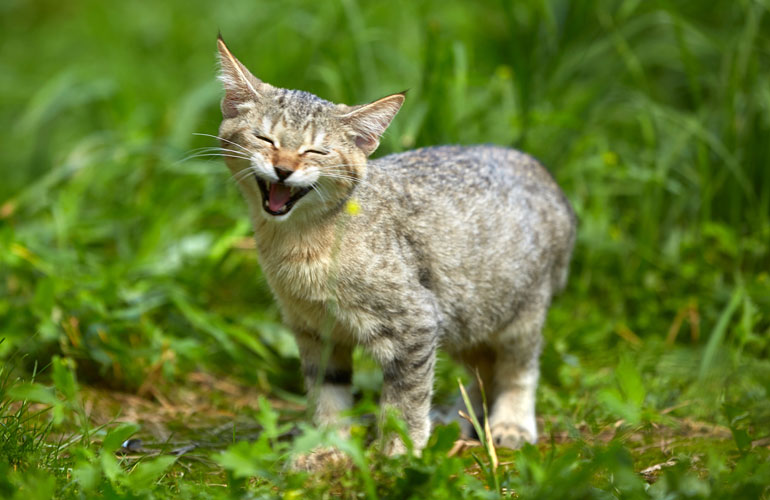 Котенок пиксибоб PixieHouse Xena(Зена)