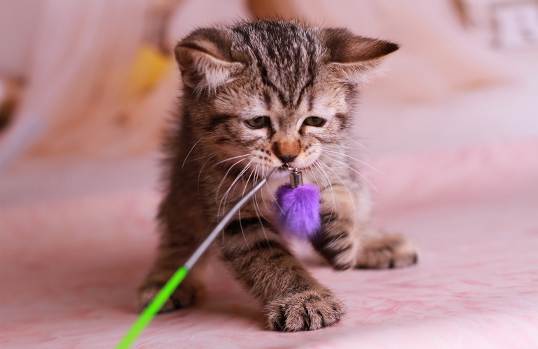 Котенок пиксибоб PixieHouse Yudzhin (Юджин)