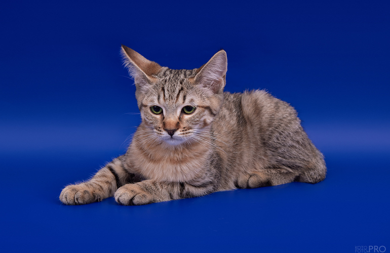 Котенок пиксибоб PixieHouse Beatrice (Беатрис)
