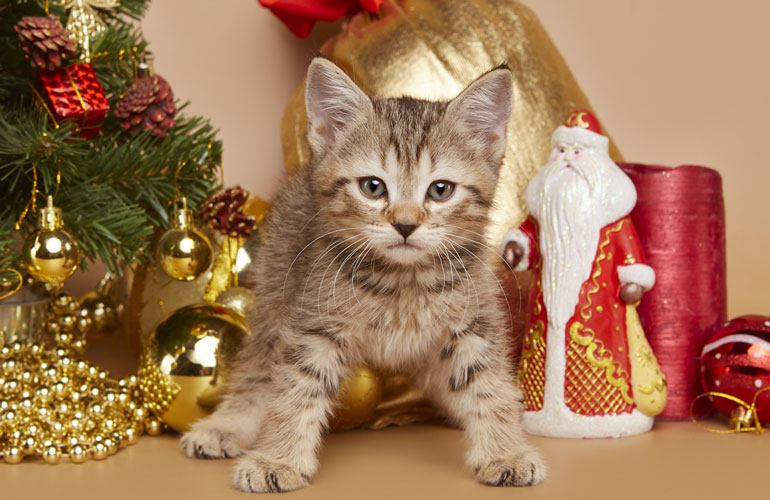Котенок пиксибоб PixieHouse Frant(Франт)