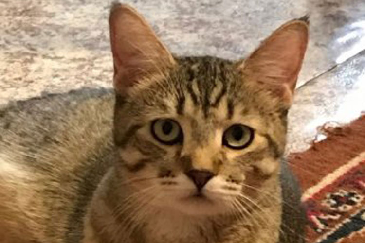 Котенок пиксибоб PixieHouse Aya(Ая)