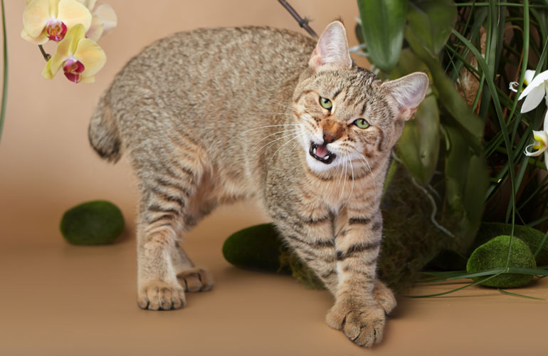 Котенок пиксибоб PixieHouse Elmira(Эльмира)
