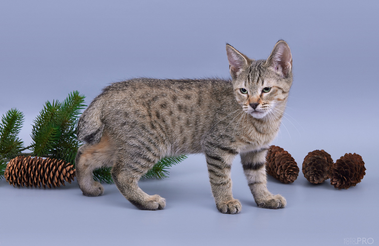 Котенок пиксибоб PixieHouse Zeke (Зик)