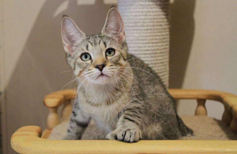 Котенок пиксибоб PixieHouse Taiga(Тайга)