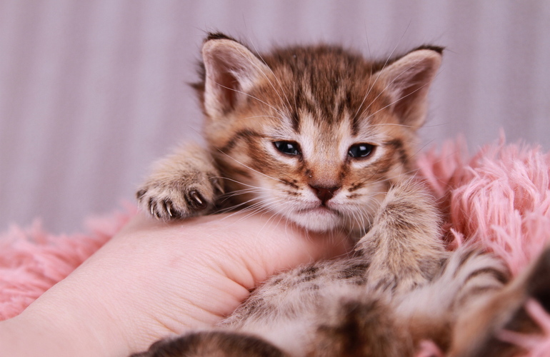 Котенок пиксибоб PixieHouse Baloo (Балу)