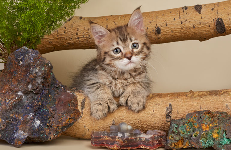 Котенок пиксибоб PixieHouse Xenia(Ксения)