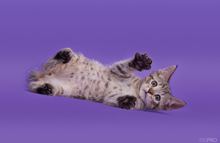 Котенок пиксибоб PixieHouse Gek (Гек)