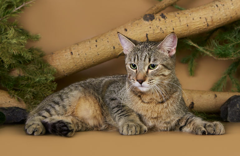 Котенок пиксибоб PixieHouse Taimyr(Таймыр)