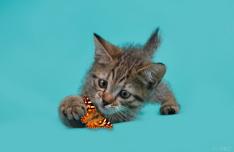 Котенок пиксибоб PixieHouse Kitniss (Китнис)