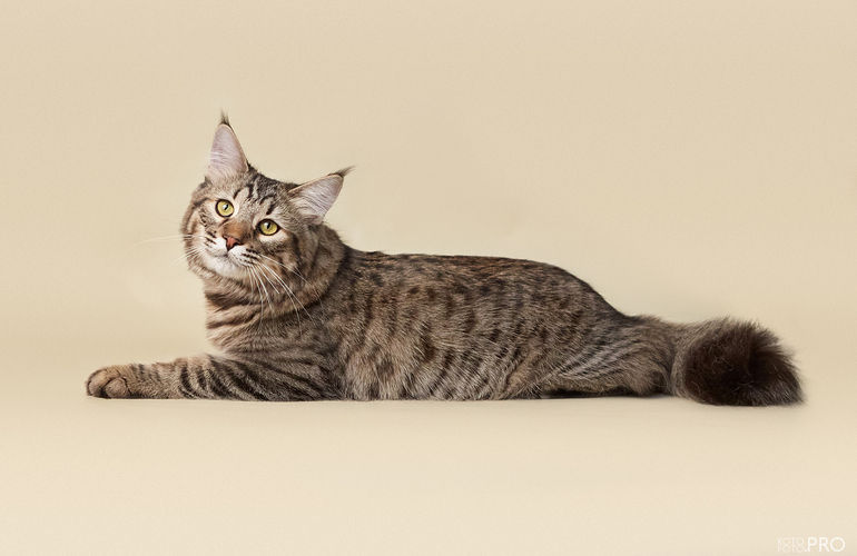 Котенок пиксибоб PixieHouse Taigan (Тайган)