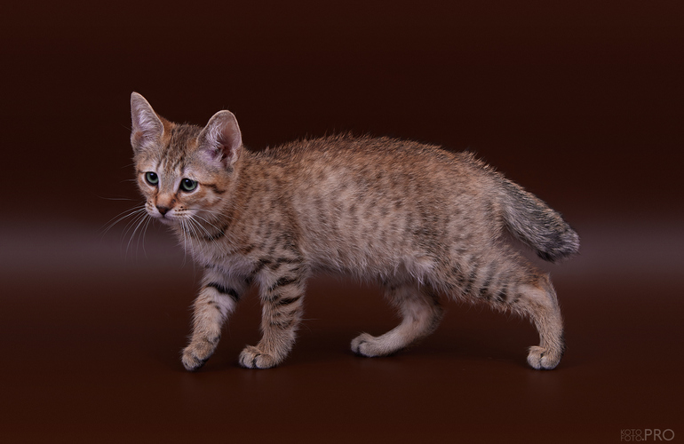 Котенок пиксибоб PixieHouse Curcuma (Куркума)