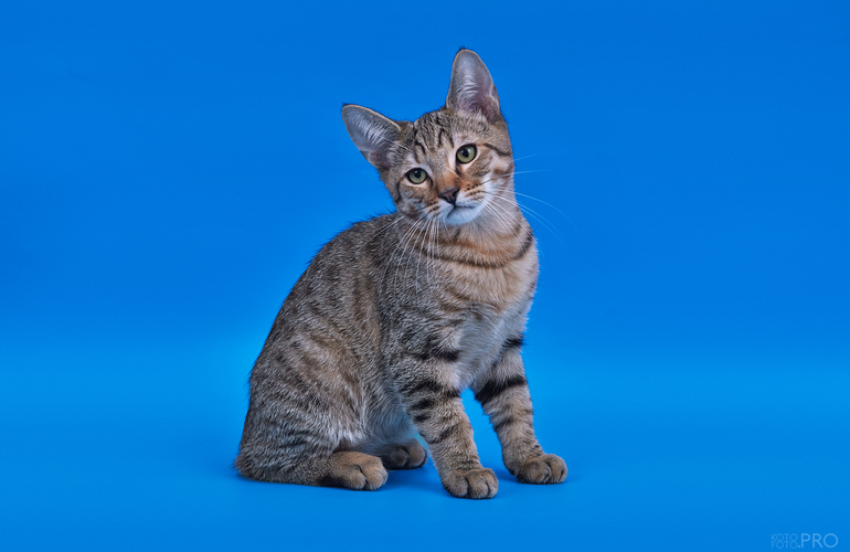 Котенок пиксибоб PixieHouse Simba (Симба)