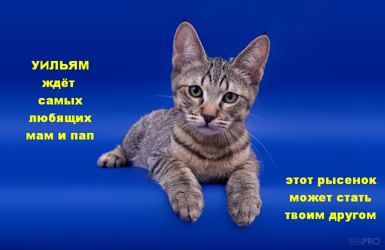 Котенок пиксибоб PixieHouse William (Уильям)