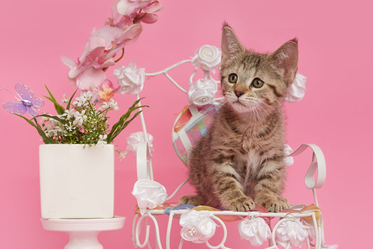Котенок пиксибоб PixieHouse Nyascha(Няша)