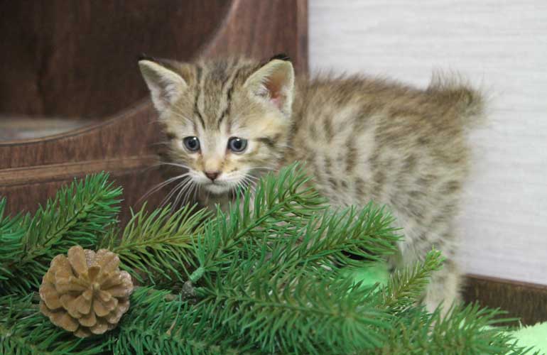 Котенок пиксибоб PixieHouse Krutoy (Крутой)