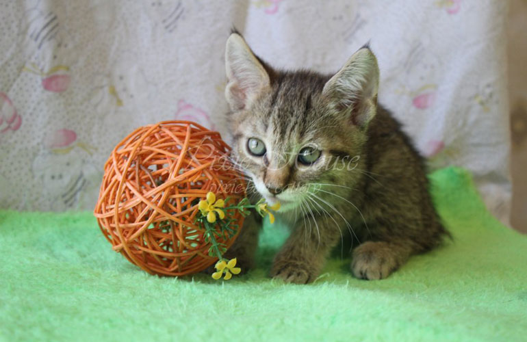 Котенок пиксибоб PixieHouse Ustin(Устин)