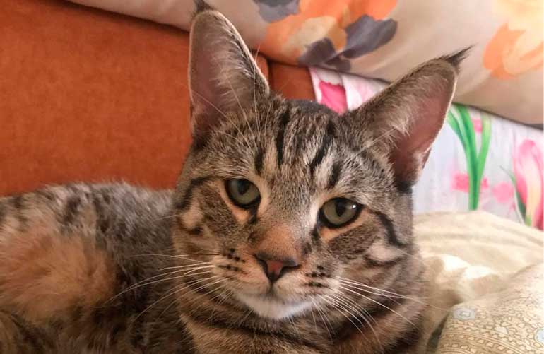 Котенок пиксибоб PixieHouse Buba(Буба)