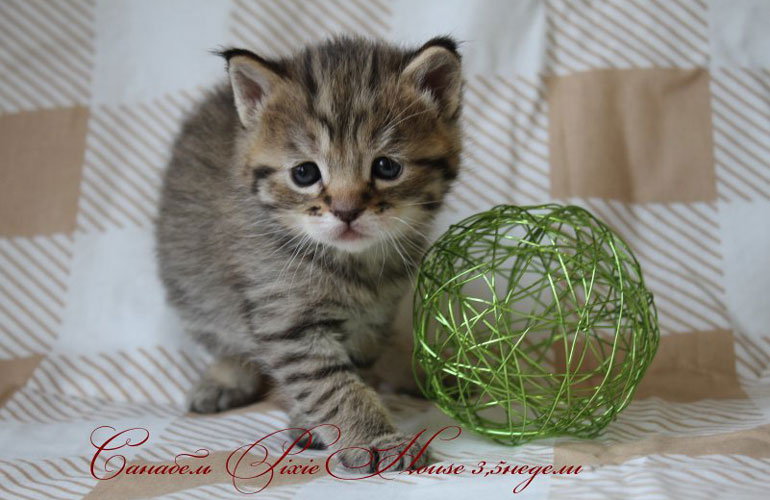 Котенок пиксибоб PixieHouse Sanabel(Санабель)