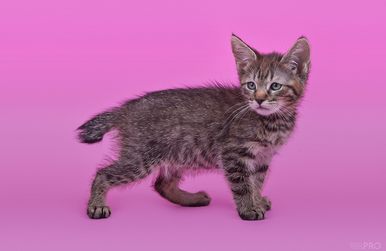 Котенок пиксибоб PixieHouse Selinka (Селинка)