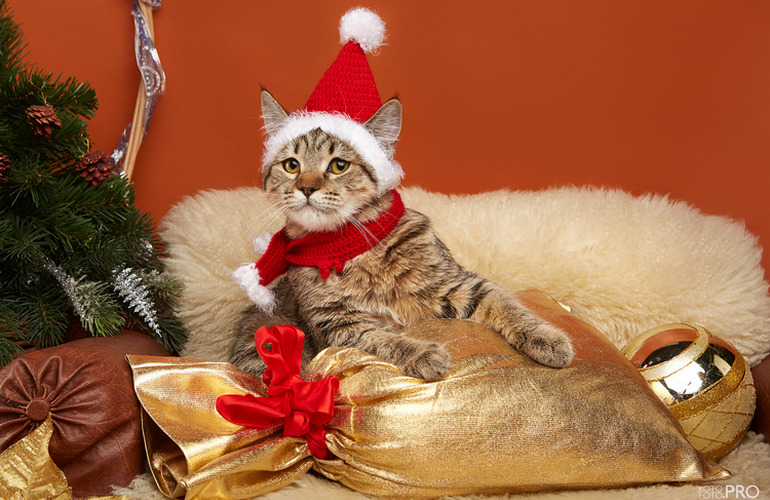 Котенок пиксибоб PixieHouse Koko Shanel (Коко Шанель)