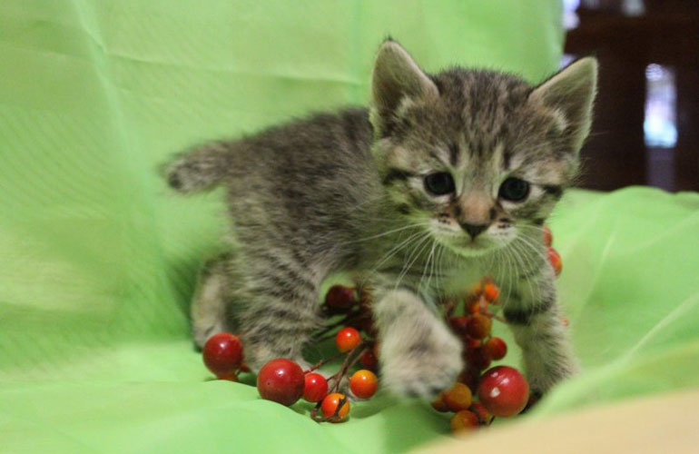 Котенок пиксибоб PixieHouse Judy(Джуди)