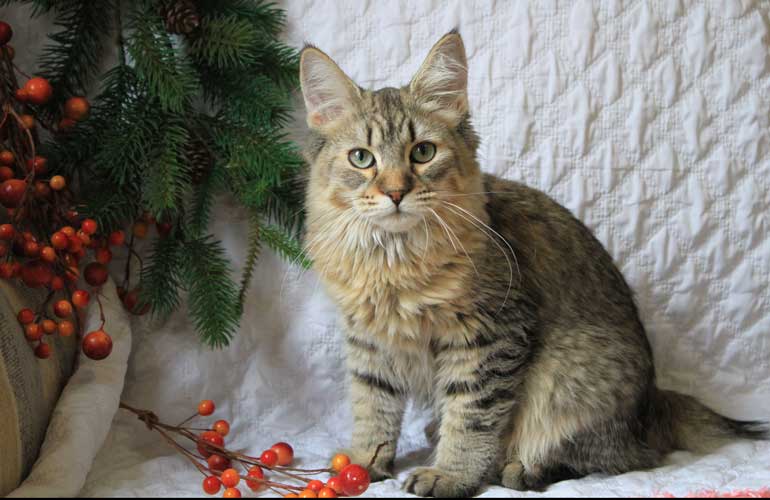 Котенок пиксибоб PixieHouse Night Fairy(Ночная фея)