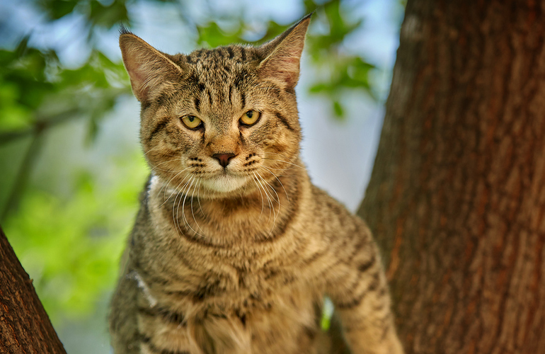 Котенок пиксибоб PixieHouse Sniper (Снайпер)