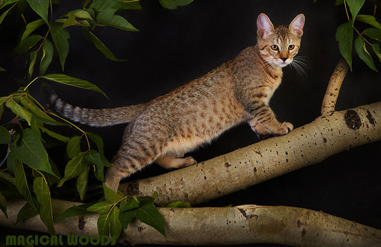 Котенок пиксибоб MagicalWoods Grom(Гром)