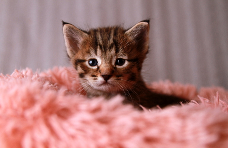 Котенок пиксибоб PixieHouse Gudvin (Гудвин)