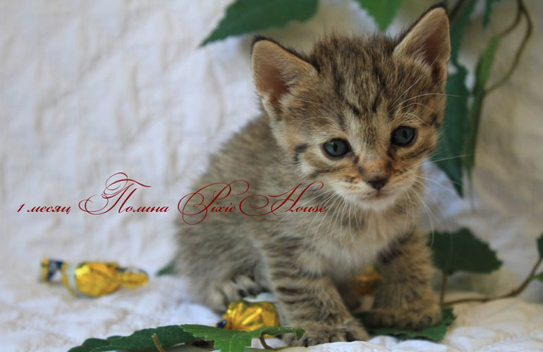 Котенок пиксибоб PixieHouse Pauline(Полина)