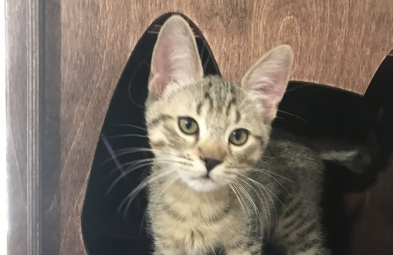 Котенок пиксибоб PixieHouse Altair (Альтаир)
